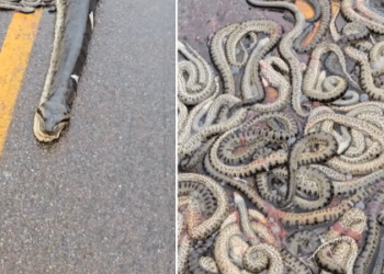 Sucuri grávida é atropelada e 40 filhotes ficam espalhados em rodovia; veja