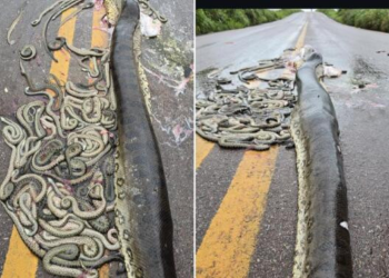 Sucuri que morreu atropelada tinha mais de 100 filhotes, veja vídeo