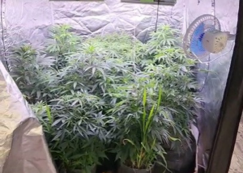 Estufa clandestina de maconha é fechada em Primavera do Leste; vídeo