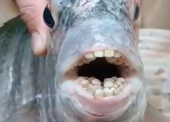 Peixe com 'dentes humanos' encontrado no ES é capaz de quebrar conchas
