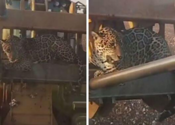 Vídeo: Onça é flagrada em colheitadeira