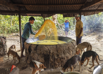 Conhecimento ancestral mostra que soluções para perda de biodiversidade podem estar próximas