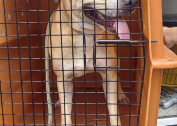 Cachorro permanece ao lado do corpo de tutor morto afogado em praia de SC