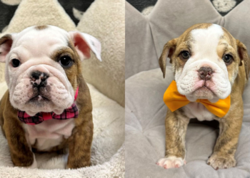 VÍDEO: Homem finge convulsão para comparsa furtar cachorros em pet shop nos EUA