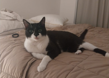 Escócia desmente intenção de proibir gatos, apesar das recomendações de especialistas