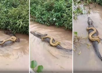 Vídeo: Cobra é flagrada pegando carona em jacaré