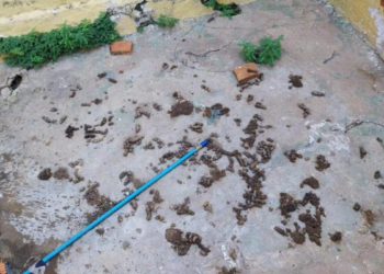 Cachorros são resgatados vivos em meio a fezes e filhotes mortos