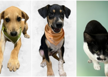 Parque Tia Nair recebe feira de adoção de animais