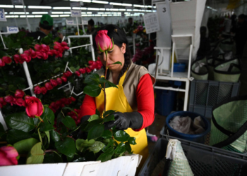 Colômbia corre para exportar flores aos EUA sob temor de tarifas