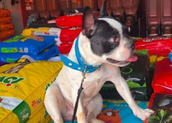 Bandidos rompem portão e levam bulldog de casa em VG; família pede ajuda para localizar