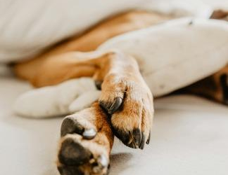 Justiça obriga médico a pagar R$ 500 por mês para cães que ficaram com a ex