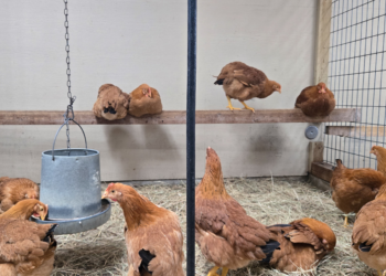 Em meio à 'crise dos ovos', americanos adotam criação de galinhas como alternativa