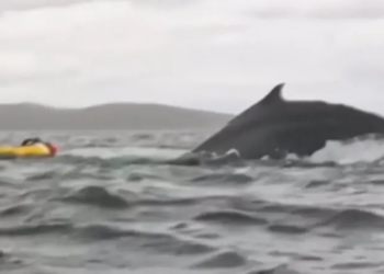 Jovem engolido por baleia conta como foi o susto: 'Me senti como Pinóquio'