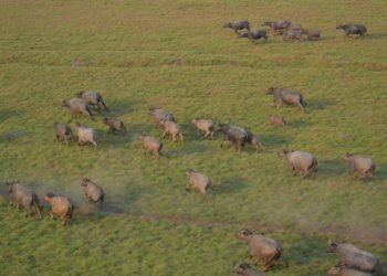 Cinco mil búfalos selvagens devastam reserva e criam 'deserto' na Amazônia