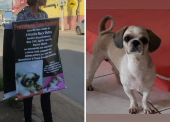 Mulher pendura banner no corpo para procurar Shitzu que fugiu de casa há duas semanas
