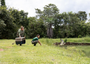 Urutau, maria-faceira e gambá são devolvidos à natureza após reabilitação