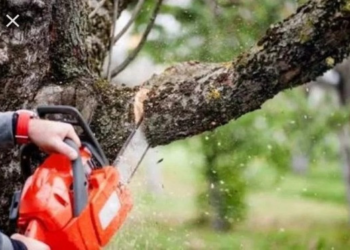Homem é atingido por galho de árvore e morre