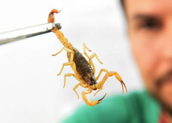 Acidentes com animais peçonhentos aumentam 12,8% em março