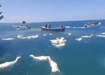 Pescadores lutam para salvar centenas de ovelhas após navio naufragar no Mar Vermelho
