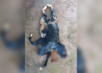 Bezerra nasce com 2 cabeças e rabo bipartido