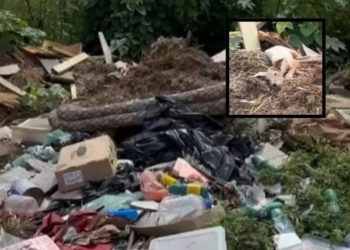 Cachorro é abandonado em lixão e protetora pede socorro