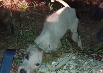 Cachorro abandonado em lixão é resgatado