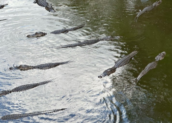 Punta Gorda: destino na Flórida reúne aventura e natureza; veja