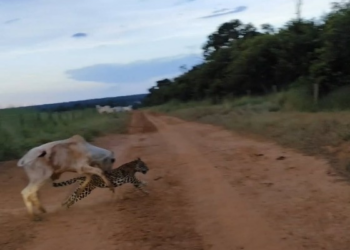Produtor flagra onça atacando bezerro em MT