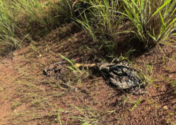 Polícia encontra ossada de traficante que foi torturado e morto por facção