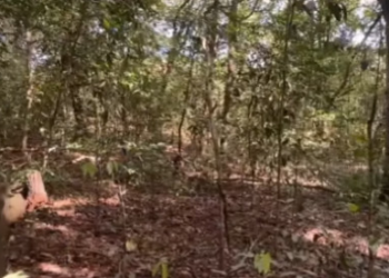 Ossada humana é encontrada em Sorriso