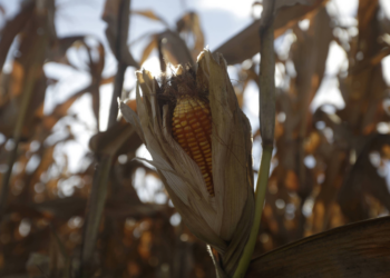 Irã volta ao mercado brasileiro e aquece segmento de milho