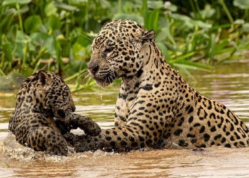 Fotógrafo flagra onça ensinando filhote a nadar