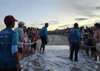 Litoral cearense: um dos maiores berçários de tartarugas marinhas