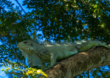 Prefeito Cláudio Ferreira levanta a ideia e iguana vai virar animal símbolo de Rondonópolis