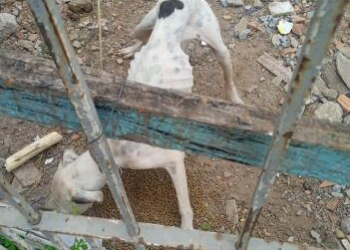 Homem é preso por abandonar cães sem água e comida em Várzea Grande