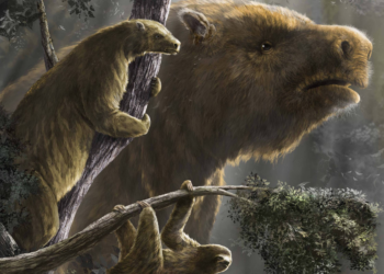 Extinção de preguiças na Era do Gelo pode estar ligada a um superpredador, os humanos