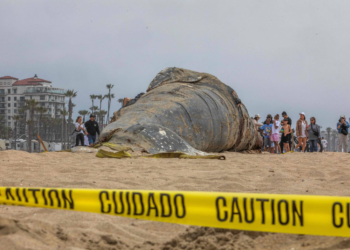 Baleação, bombilança, cachalote e espermacete