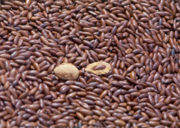 Pesquisa estuda efeito protetor do óleo da castanha do Baru como suplemento no combate à doença de Alzheimer