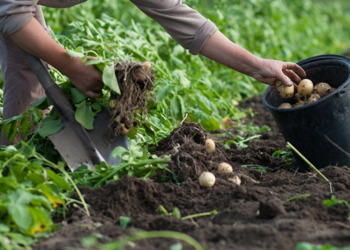 Mapa climático da Embrapa redefine cultivo da batata no Brasil