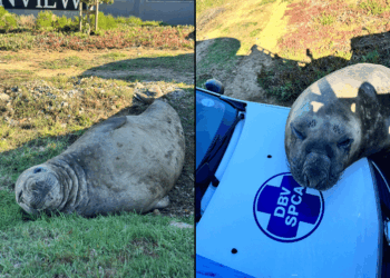 Elefante-marinho é visto andando por área urbana na África do Sul; vídeo