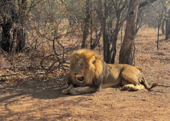Leão mata homem em alojamento de luxo durante safari na Namíbia