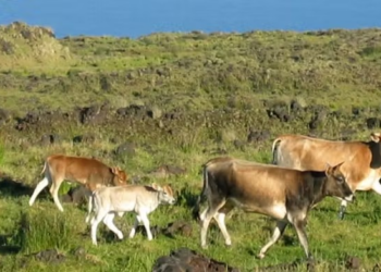 Como vacas abandonadas em ilha no século 19 voltaram ao estado selvagem — e foram exterminadas