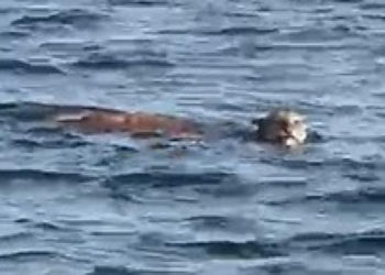 Onça é flagrada nadando no Lago do Manso