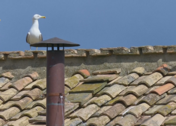 Conclave: gaivotas na chaminé da capela Sistina viram estrelas da transmissão ao vivo e geram memes; VÍDEO