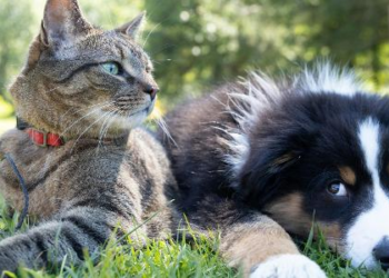 Novo RG digital para cães e gatos: entenda para que serve e como emitir