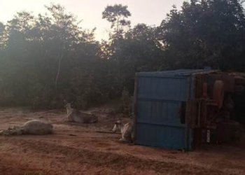 Caminhão boiadeiro tomba e motorista morre