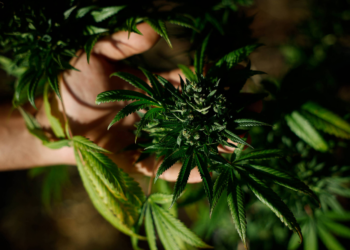 Mercado da maconha medicinal está em alta e Brasil deveria investir no cultivo, diz deputado