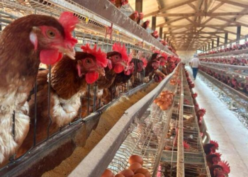 Governo intensifica protocolos para impedir entrada de gripe aviária em MT