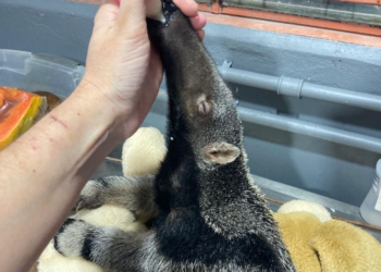 Sob cuidados da Sema, Tamanduá se recupera e pode voltar ao habitat natural