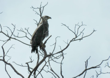 Duas águias-cinzentas são fotografadas em vida livre em registro raro